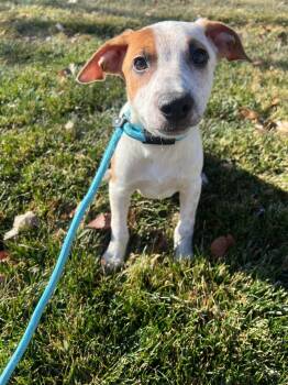 Rescue Cattle Dog Dogs for Adoption in Fort Lupton, Colorado - Jaadoo | PetCurious