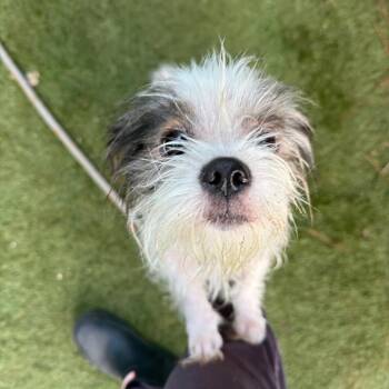 Cricket -  Terrier Dog for Adoption in Daphne, Alabama - Cricket | PetCurious
