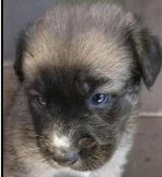 Shepherd and Labrador Retriever Dogs Available for Adoption in Thompson Falls, Montana - Birch | PetCurious