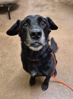 Codee -  Black Labrador Retriever and Cocker Spaniel Dog for Adoption in Sierra Vista, Arizona - Codee | PetCurious