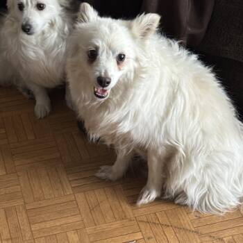 Rescue American Eskimo Dog Dogs for Adoption in Las Vegas, Nevada - SEAGULL | PetCurious