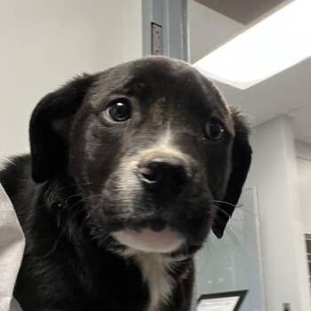 American Staffordshire Terrier Dogs Available for Adoption - Shrek | PetCurious