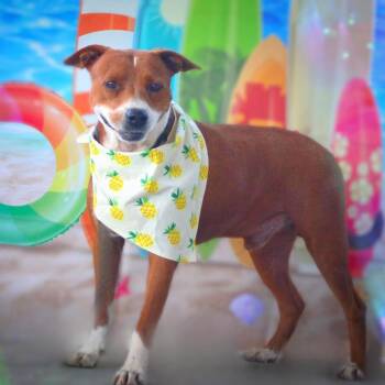 Rescue Pit Bull Terrier and Labrador Retriever Dogs for Adoption in Austin, Texas - Captain JuM* | PetCurious