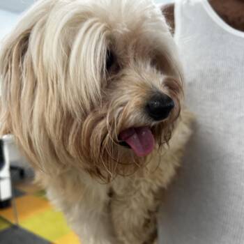Winnie -  Yorkshire Terrier and Maltese Dog for Adoption in Philadelphia, Pennsylvania - Winnie | PetCurious