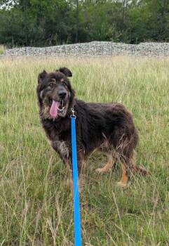 Mixed Breed Dogs Available for Adoption in Dallas, Texas - MAXX | PetCurious
