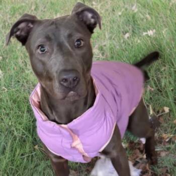 American Staffordshire Terrier Dogs Available for Adoption - Sylvia  | PetCurious