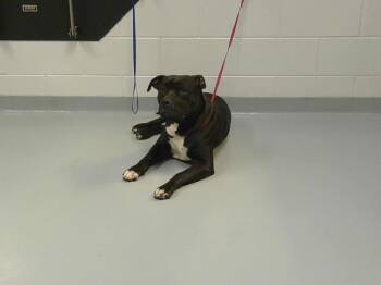 Pit Bull Terrier and Mixed Breed Dogs Available for Adoption in St. Cloud, Florida - PANCAKE | PetCurious