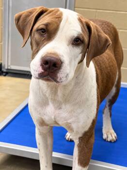 Brandy -  American Staffordshire Terrier Dog for Adoption in Melbourne, Florida - Brandy | PetCurious