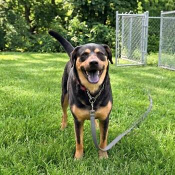 Scruff -  Rottweiler and Cattle Dog Dog for Adoption in Fairfield, Connecticut - Scruff | PetCurious