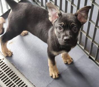 Birch -  Pug and Shepherd Dog for Adoption in Walnutport, Pennsylvania - Birch | PetCurious