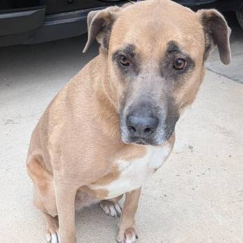 Mixed Breed Dogs Available for Adoption in Leander, Texas - Sadie | PetCurious
