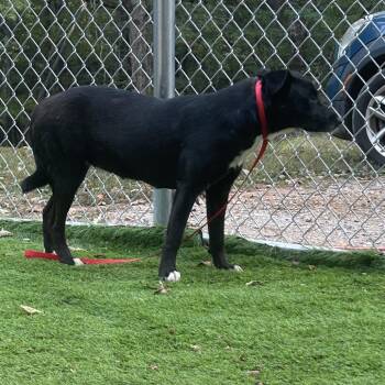 Daisy -  Black Labrador Retriever and Mixed Breed Dog for Adoption in Tuscaloosa, Alabama - Daisy | PetCurious