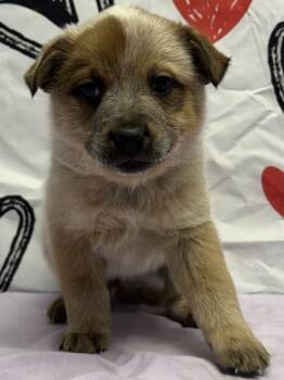 Cattle Dog and Mixed Breed Dogs Available for Adoption - Kennebec | PetCurious