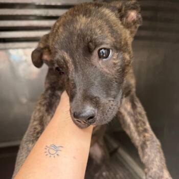 CHAT-Stray-20918 -  Mixed Breed Dog Available for Adoption in Valley, Alabama - CHAT-Stray-20918 | PetCurious