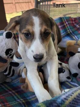 Hound and Beagle Dogs Available for Adoption in Louisa, Virginia - Tank | PetCurious