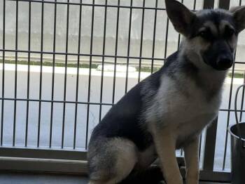 German Shepherd Dog and Mixed Breed Dogs Available for Adoption in Tustin, California - MANDRAGORA | PetCurious