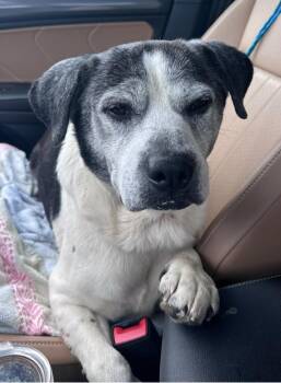 Matthew -  Labrador Retriever and Mixed Breed Dog for Adoption in Houston, Texas - Matthew | PetCurious