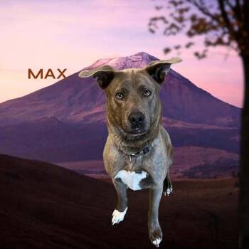 Max -  Mixed Breed Dog Available for Adoption in York, Nebraska - Max | PetCurious