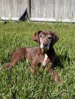Violet -  Chocolate Labrador Retriever Dog for Adoption in Houston, Texas - Violet | PetCurious