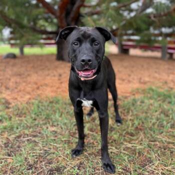 Proctor--In Foster -  Boxer and Labrador Retriever Dog for Adoption in Fargo, North Dakota - Proctor--In Foster | PetCurious