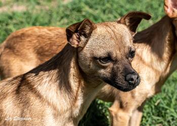 Rescue Chihuahua Dogs for Adoption in Mayer, Arizona - Ziggy | PetCurious