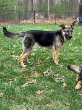 German Shepherd Dog and Mixed Breed Dogs Available for Adoption in Saugus, Massachusetts - Leah | PetCurious