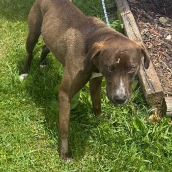 Pacino -  Mixed Breed Dog for Adoption in Chariton, Iowa - Pacino | PetCurious
