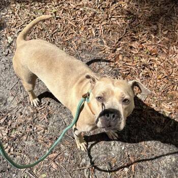 Mixed Breed Dogs Available for Adoption - Duchess | PetCurious