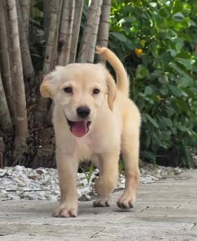 Golden Retriever and Shepherd Dogs Available for Adoption - Dopey | PetCurious
