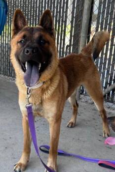 Graham -  Chow Chow and Mixed Breed Dog Available for Adoption in Savannah, Georgia - Graham | PetCurious