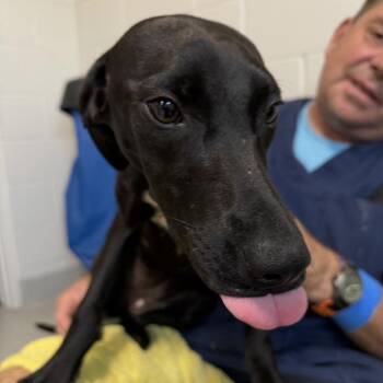 Black Mouth Cur and Mixed Breed Dogs Available for Adoption in Englewood, Florida - Nebula | PetCurious