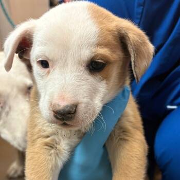 Cattle Dog and Mixed Breed Dogs Available for Adoption in Flagstaff, Arizona - Lil Romeo | PetCurious
