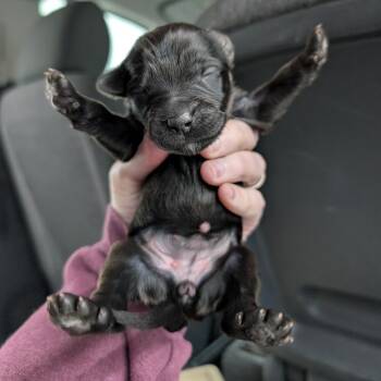 Mixed Breed Dogs Available for Adoption in Dekalb, Illinois - Briar | PetCurious