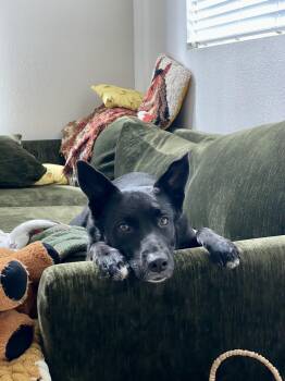 Orca (Orchid) -  Australian Kelpie Dog for Adoption in Santa Clarita, California - Orca (Orchid) | PetCurious