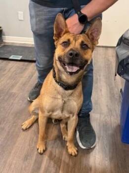 Pauly D the Good Time Guaranteed Cutie -  German Shepherd Dog Dog for Adoption in Friendswood, Texas - Pauly D The Good Time Guaranteed Cutie | PetCurious