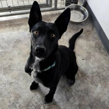 Mixed Breed Dogs Available for Adoption - Mimosa | PetCurious