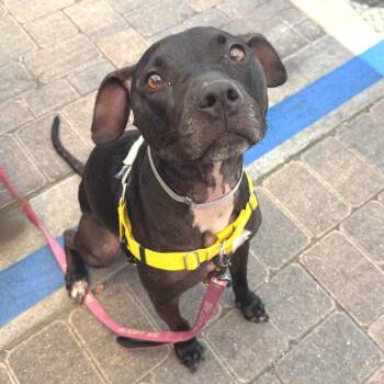 Apple -  Pit Bull Terrier and Mixed Breed Dog for Adoption in Los Angeles, California - Apple | PetCurious