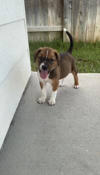 Shimmer -  Labrador Retriever Dog for Adoption in The Woodlands, Texas - Shimmer | PetCurious