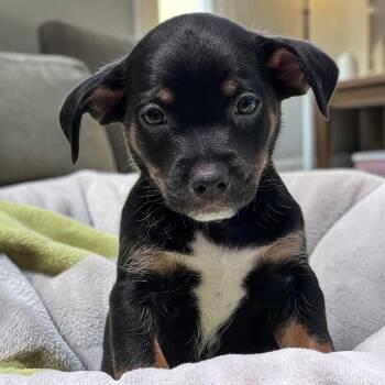 Bloom Pup - Glad -  Spaniel and Chihuahua Dog for Adoption in San Diego, California - Bloom Pup - Glad | PetCurious