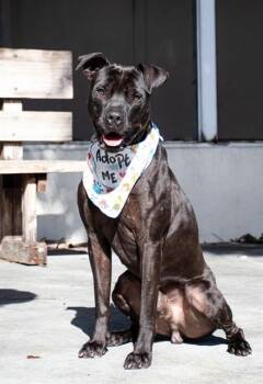 HENRY -  Pit Bull Terrier and Mixed Breed Dog for Adoption in Doral, Florida - HENRY | PetCurious