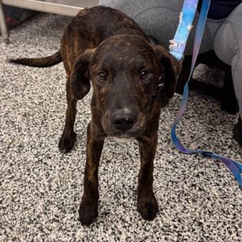 Mixed Breed Dogs Available for Adoption - Harvey | PetCurious