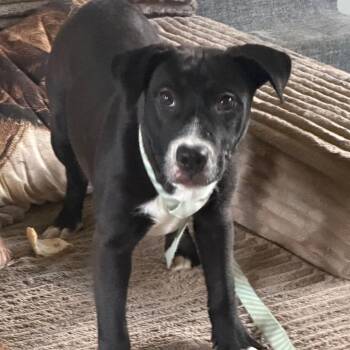 Sally -  Mixed Breed Dog for Adoption in Duck River, Tennessee - Sally | PetCurious