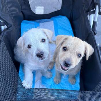 Palmer - Courtesy Post -  Mixed Breed Dog for Adoption in San Diego, California - Palmer - Courtesy Post | PetCurious