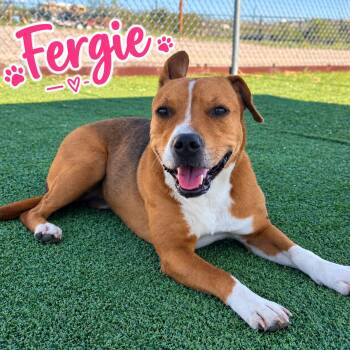 Fergie -  Australian Shepherd Dog for Adoption in Truth Or Consequences, New Mexico - Fergie | PetCurious