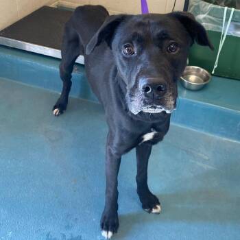 JOHNNY -  Mixed Breed Dog for Adoption in Memphis, Tennessee - JOHNNY | PetCurious