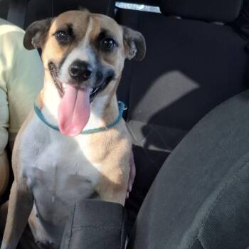 NineL -  Mixed Breed Dog for Adoption in Guaynabo, Guaynabo - NineL | PetCurious