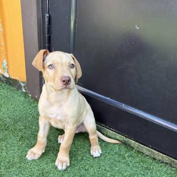 Scarlet Rue 2167 -  Mixed Breed Dog for Adoption in Loxahatchee Groves, Florida - Scarlet Rue 2167 | PetCurious