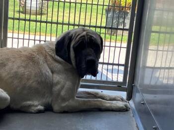 KYA -  Bullmastiff Dog for Adoption in Camarillo, California - KYA | PetCurious