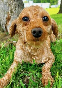Duke -  Poodle Dog for Adoption in Washington, District Of Columbia - Duke | PetCurious