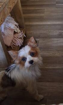 Rescue Yorkshire Terrier Dogs for Adoption in Staatsburg, New York - Bri | PetCurious